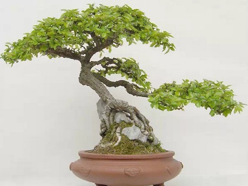 榔榆盆景图片