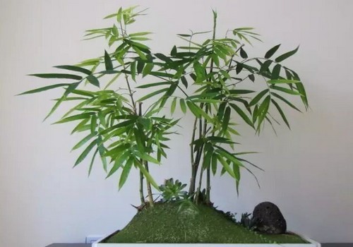 竹子盆景矮化