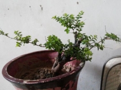 小叶女贞盆景造型方法