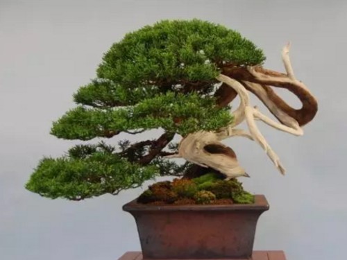 柏树盆景造型技术5