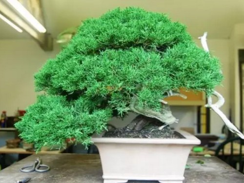 柏树盆景造型技术1