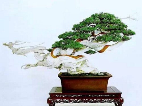 柏树盆景