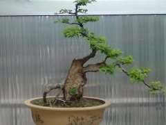 小叶女贞盆景造型技术