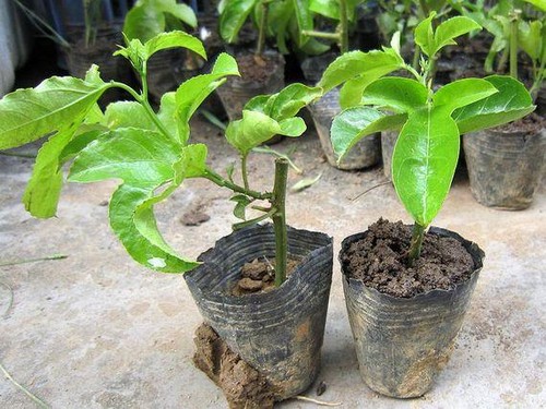 西潘莲（百香果）果树整形方法
