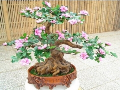 山茶花盆景蟠扎造型技术