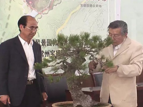 松树盆景造型技术指南