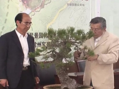 松树盆景造型技术指南