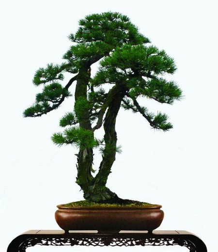 松树盆景高干垂枝式造型技巧