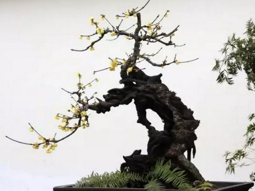 蜡梅盆景造型方法