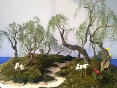 怪柳盆景造型方法
