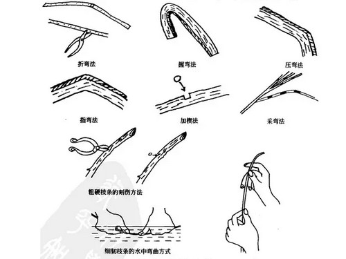 树木盆景造型时怎样矫正枝条的姿态2