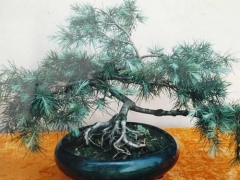 雪松盆景造型方法