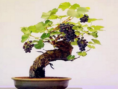 葡萄盆景整形技术