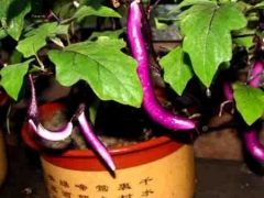 盆栽茄子整枝技术