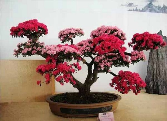 杜鹃盆景整枝造型技术2