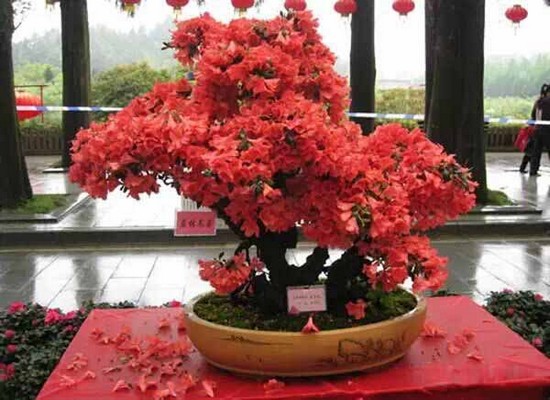 杜鹃盆景整枝造型技术1