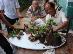 怎样给盆景造型？盆景造型方法