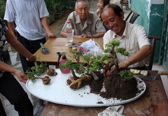 怎样给盆景造型？盆景造型方法