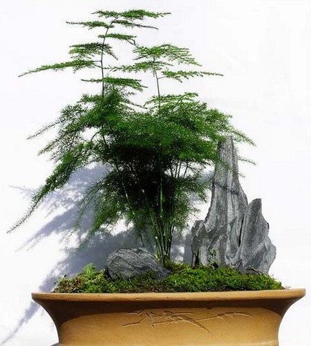 文竹盆景整枝造型方法