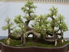 朴树盆景修枝整形技术