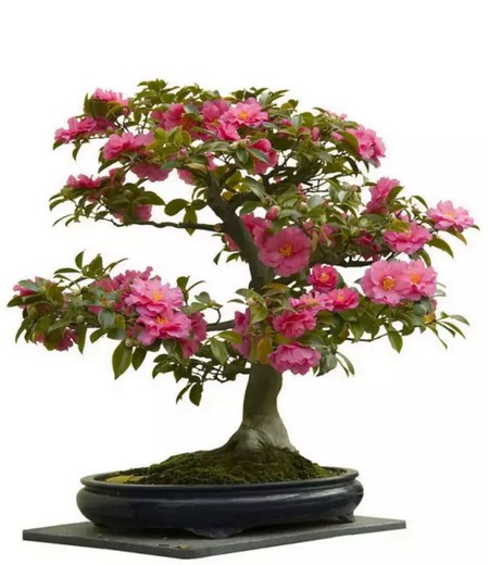 茶花盆景造型方法