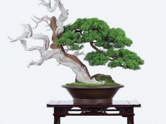水松盆景造型方法