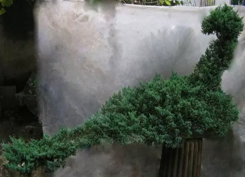 盆栽地柏造型方法1