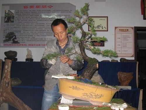 黑松盆景整枝造型方法