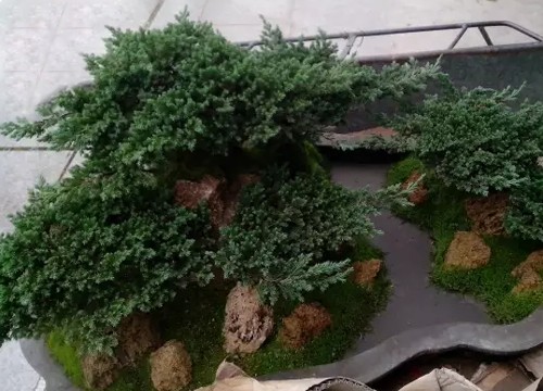 盆栽地柏造型方法3