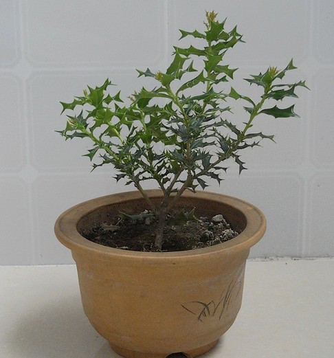 枸骨盆景造型技术2