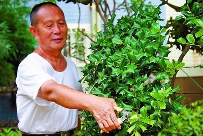 枸骨盆景造型技术1