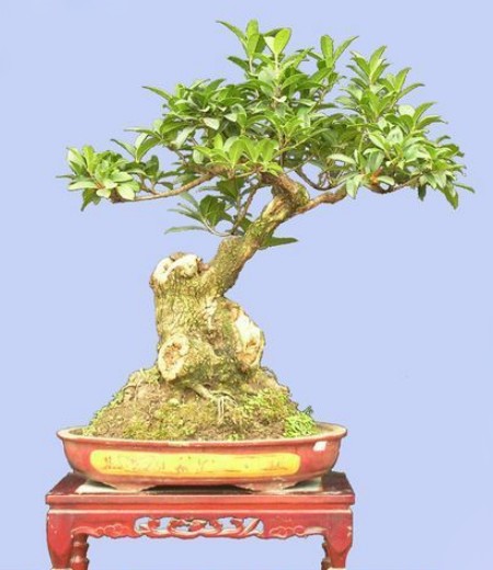 桂花盆景造型技术1