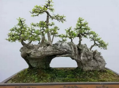 丛林盆景的布局方法3