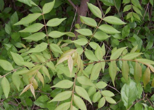 黄连木盆景造型技巧1