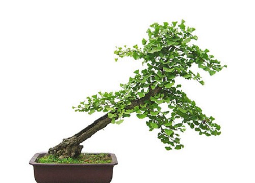 银杏盆景造型技巧3