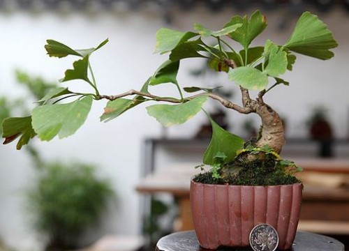 银杏盆景造型技巧2