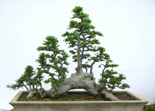 榆树盆景造型方法3