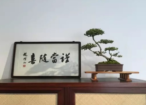 盆景在风格造型上是否需要前瞻性2