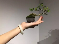 盆景在风格造型上是否需要前瞻性