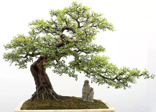 盆景在风格造型上是否需要前瞻性5
