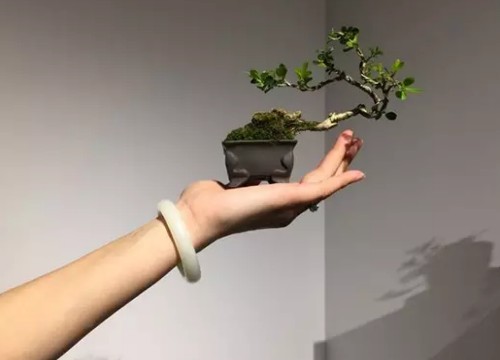 盆景在风格造型上是否需要前瞻性1