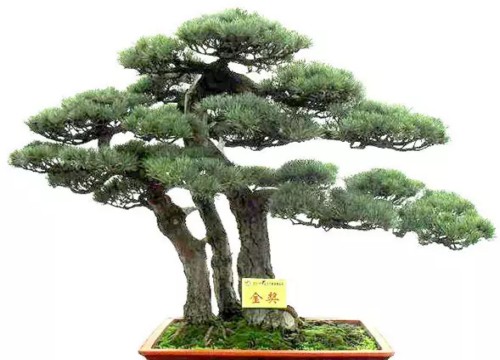 盆景在风格造型上是否需要前瞻性6