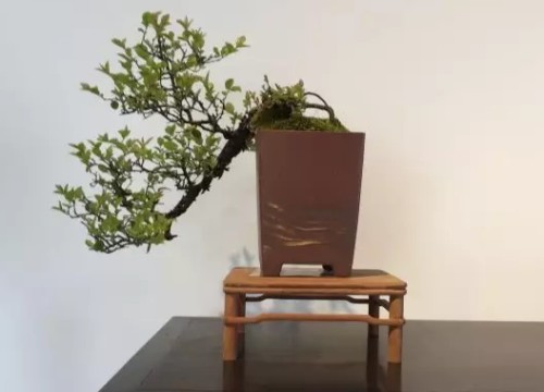 盆景在风格造型上是否需要前瞻性3