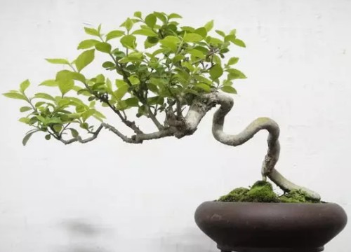 盆景根的矫正方法3