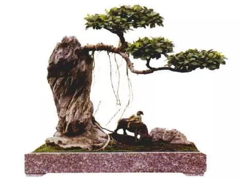盆景根的矫正方法2