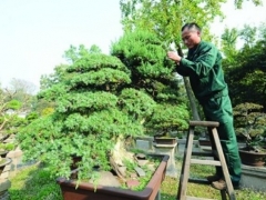 侧柏盆景造型技法