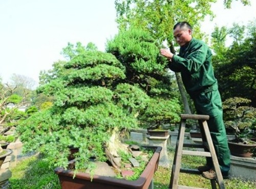 侧柏盆景造型技法1