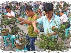盆景树胚的加工造型方法