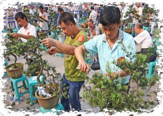 盆景树胚的加工造型方法1