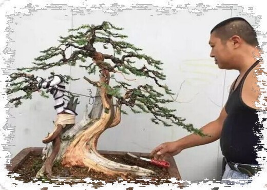 盆景树胚的加工造型方法4